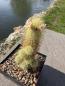 Preview: Mammillaria elongata